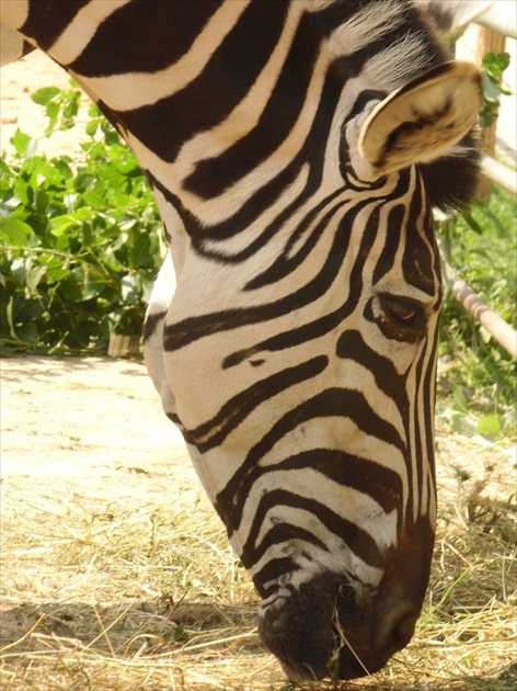 Zebra