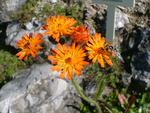 *Orange flower*