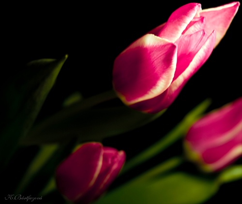 tulips