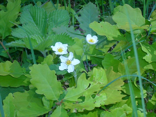 Lesná jahoda