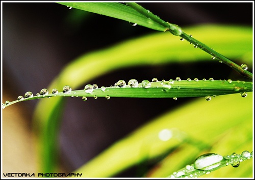 drops on grass