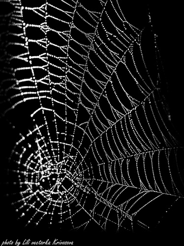 spider net