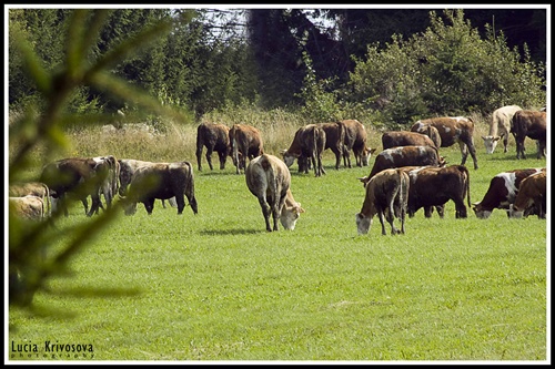 grazing cows