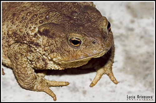 frog with golden eyes