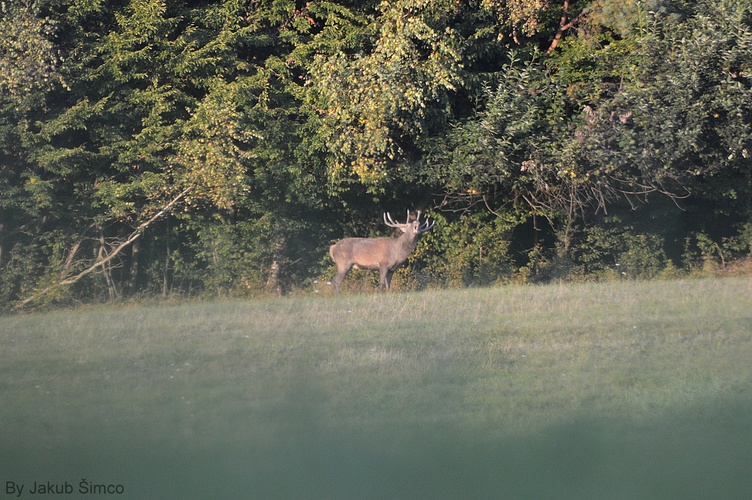 Jeleň lesný (Cervus Elaphus)