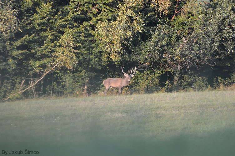 Jeleň lesný (Cervus Elaphus)