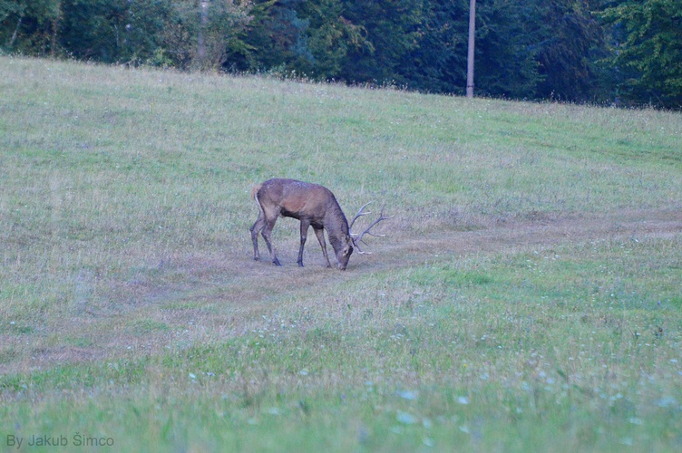 Jeleň lesný (Cervus Elaphus)