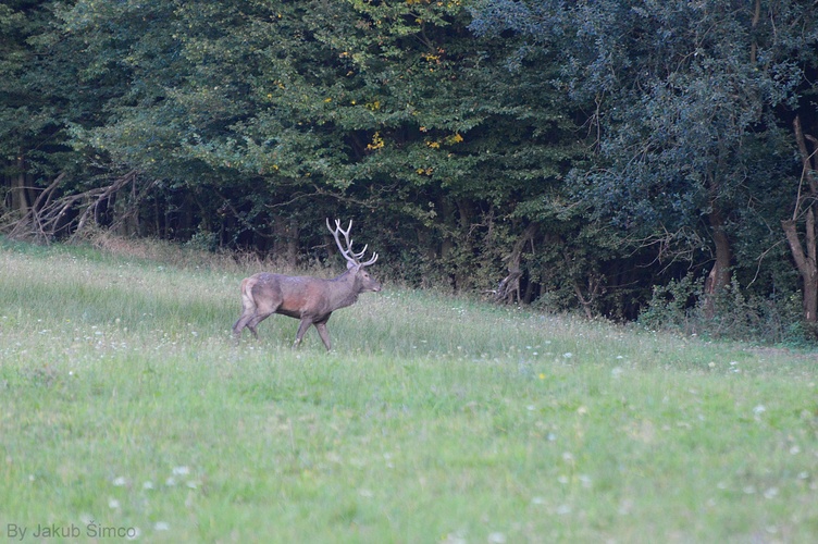 Jeleň lesný (Cervus Elaphus)