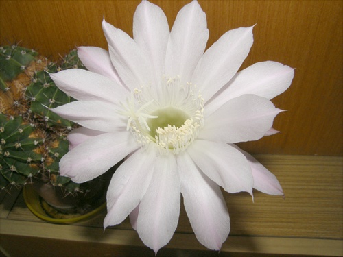 Echinopsis