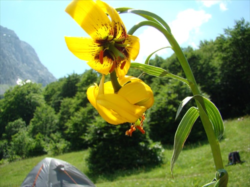 Bosanská ľalia