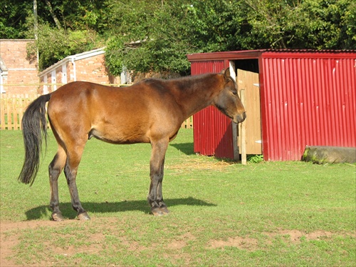 Caspian pony