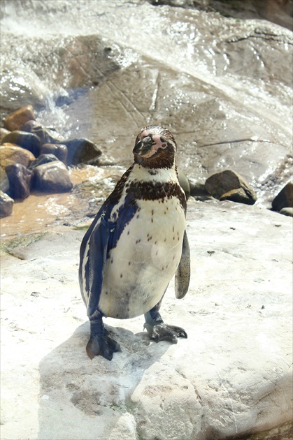 pinguin