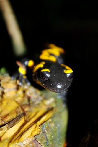 salamandra