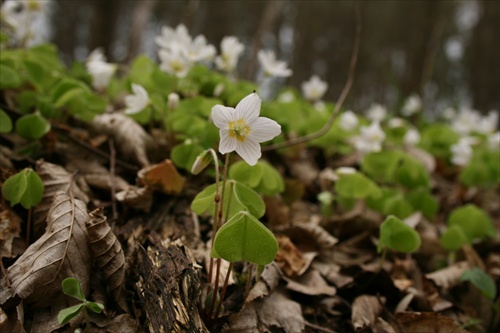 kyslička