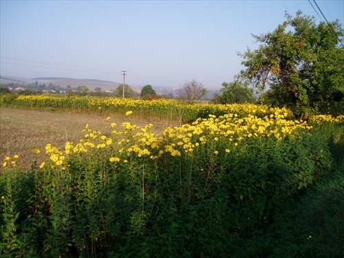 Slnečnica hľuznatá - topinambur