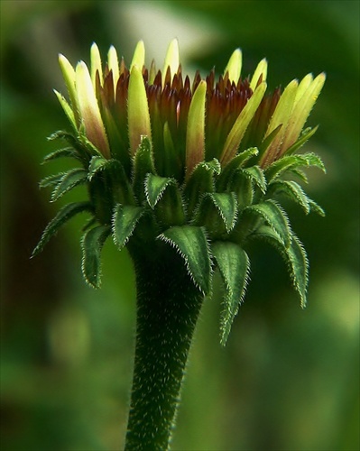 Echinacea