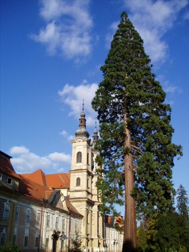 Jasovský kašieľ a sekvojovec mamutí