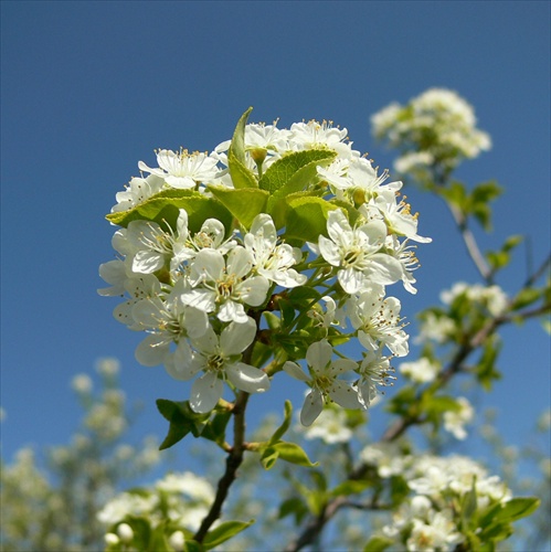 višňa mahalebková