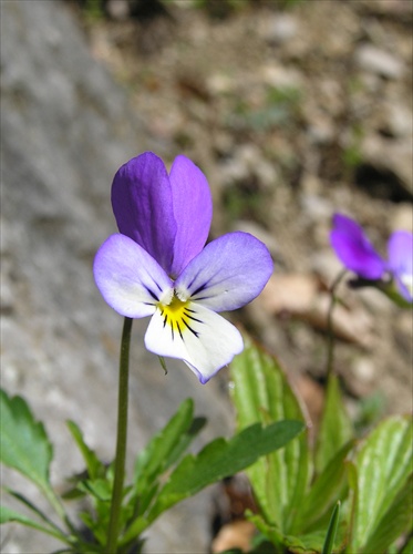 Fialka trojfarebná