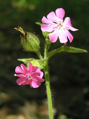 Knotovka červená