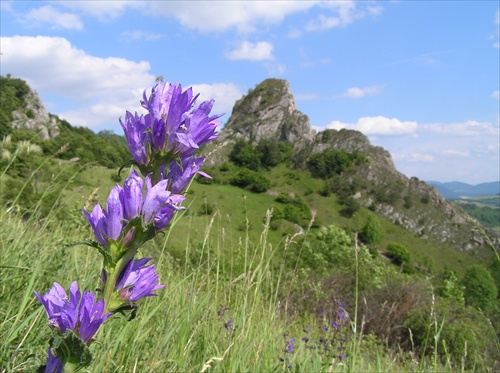 Zvonček klbkatý