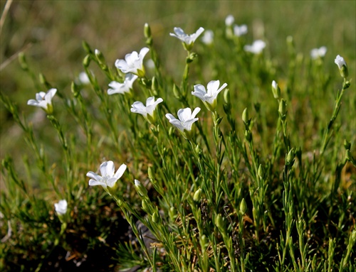 Kurička prúžkovaná Kitaibelova