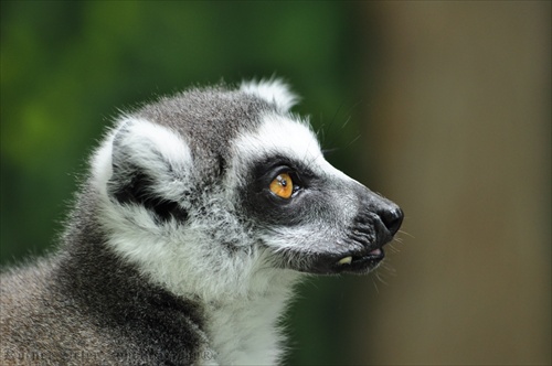 Lemur