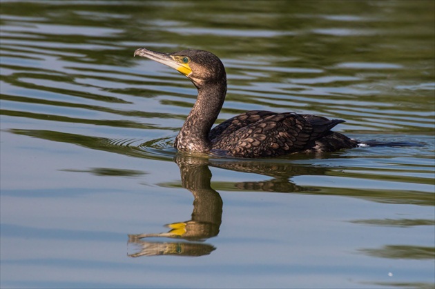 Kormoran