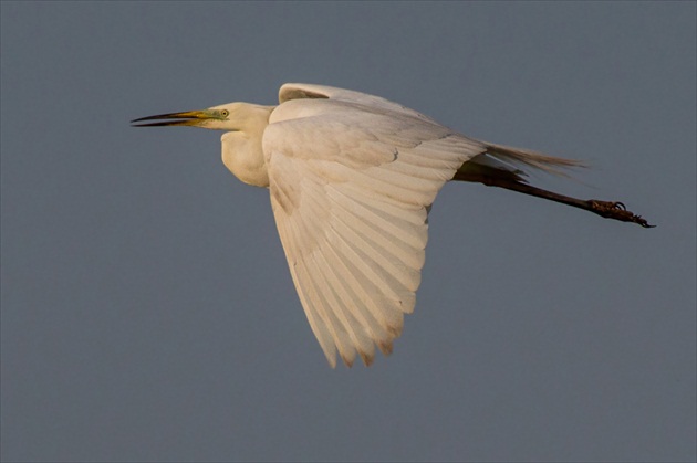 Egretta II.