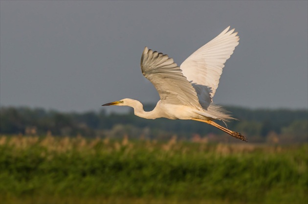 Egretta III.