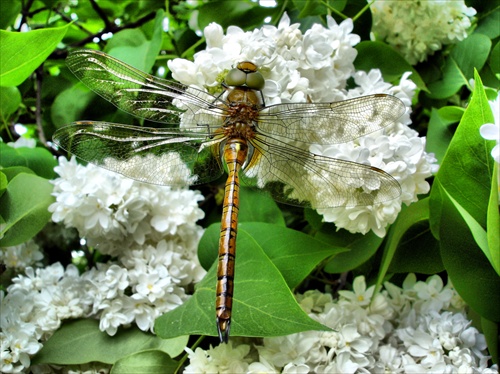 Dragonfly