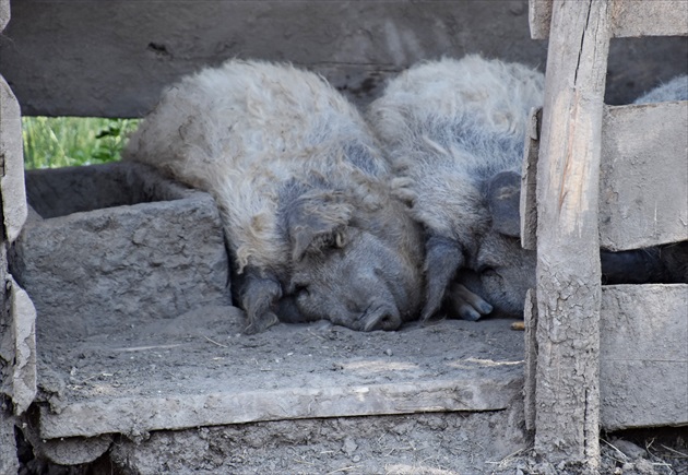 Poobedná siesta