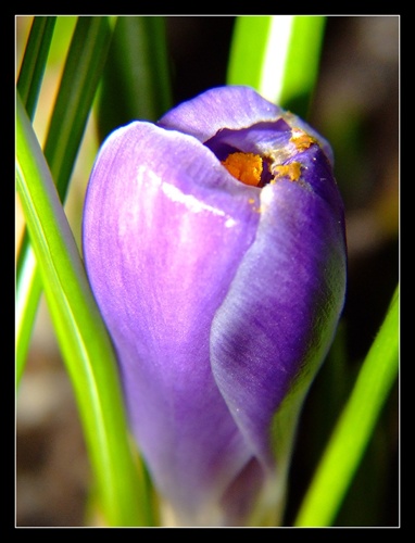 cRoCuS