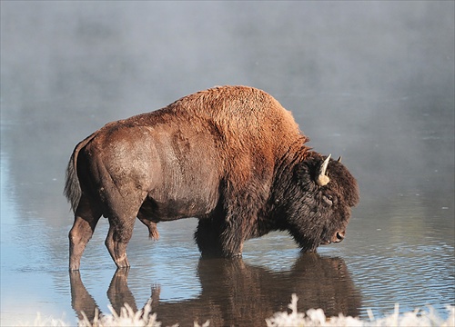 Buffalo