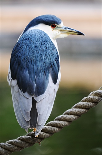 San Diego  ZOO