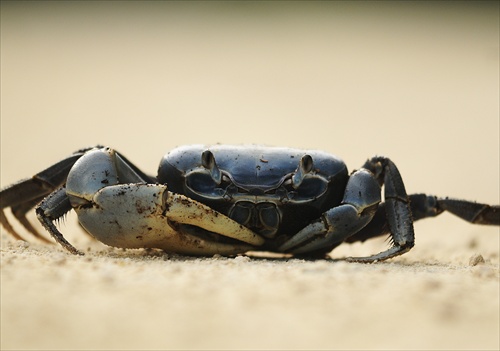 Krab (Cozumel -Karibik)