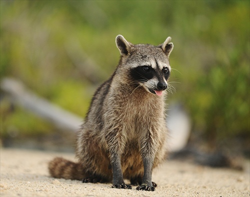 Pygmy Raccoon (Cozumel-Karibik)