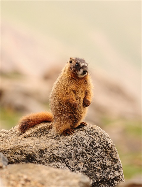 Mount Evans Colorado