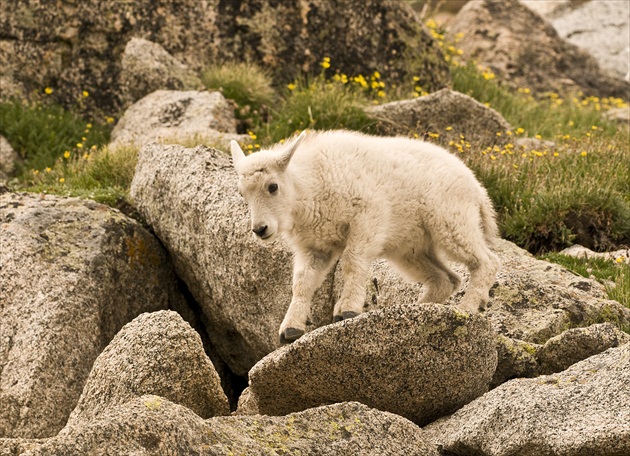 Mount Evans Colorado  4300m.n.m