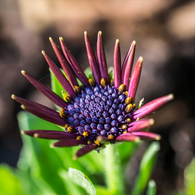 osteospermum - nový prírastok