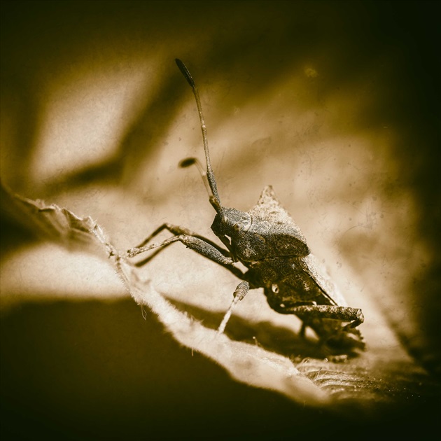 Heteroptera