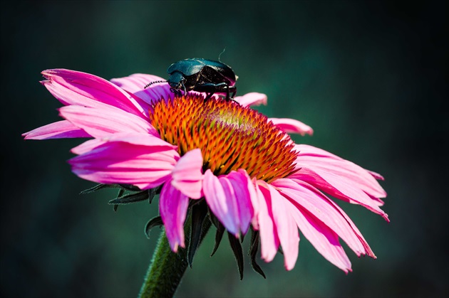 echinacea purpura