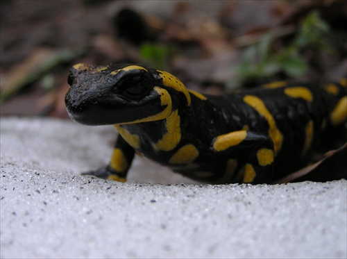 Salamandra