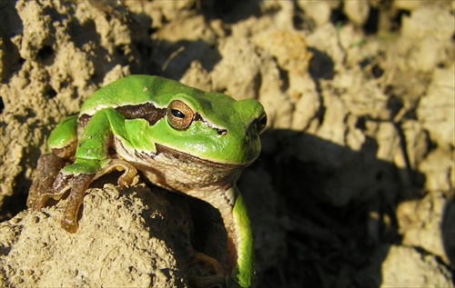 Hyla arborea