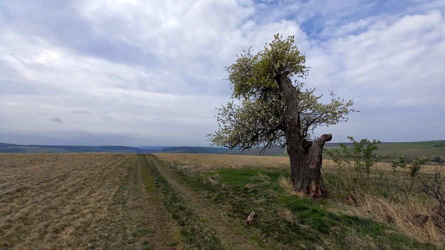 Stará hruška na kopaniciach