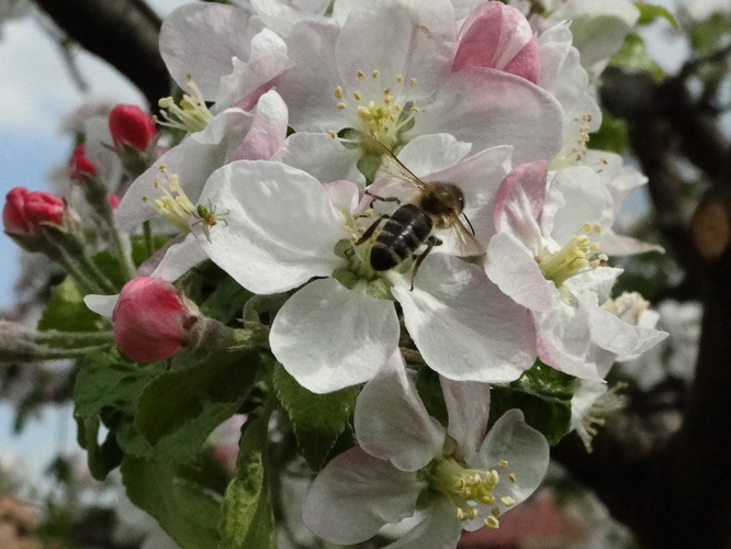 apis mellifera carnica