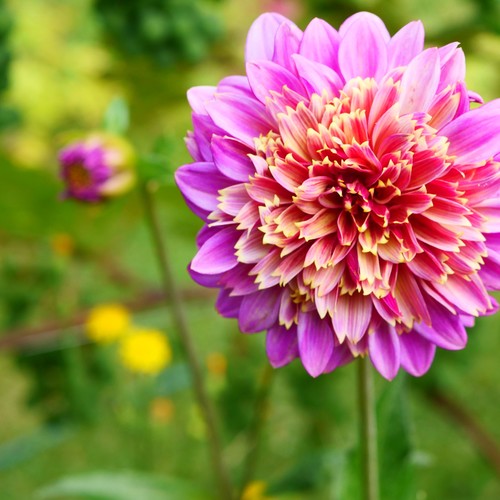 Gerbera