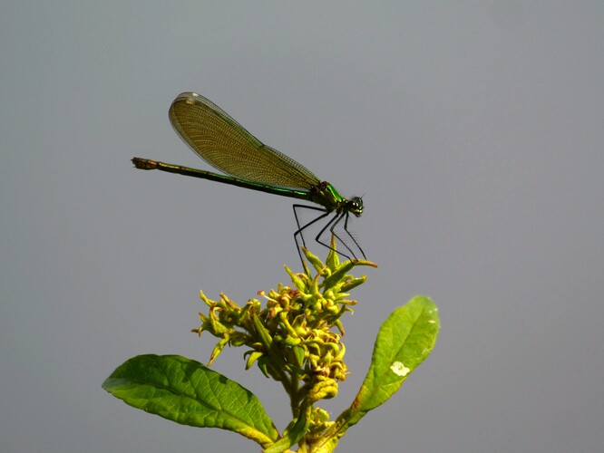 Calopteryx,  samička