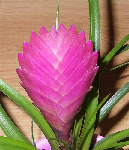 bromelia