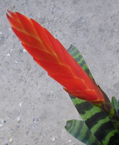 bromelia